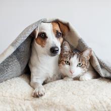 Treasured Pets